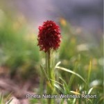 nigritella del trentino_trattamento vitalizzante_fiori del trentino_linea biocosmetica in esclusiva vitanova_2