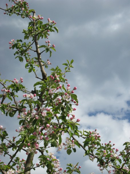 meli in fiore in val di non_vacanza benessere e natura in trentino