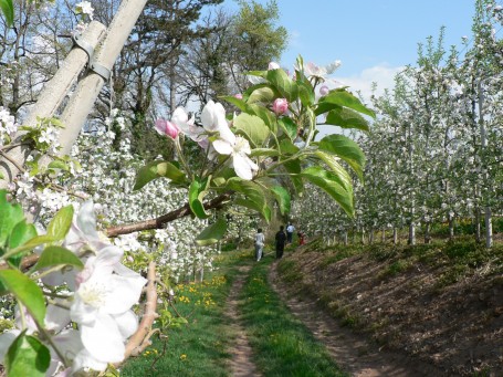 Passeggiando tra i meli in fiore..