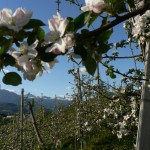 meli in fiore in trentino