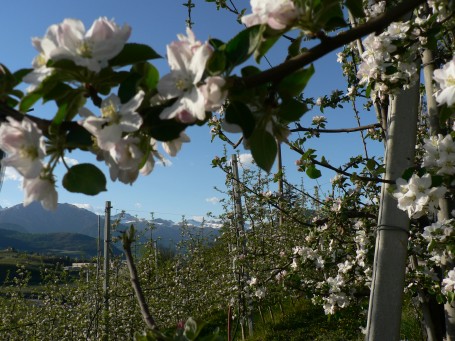 la Primavera in Val di Non