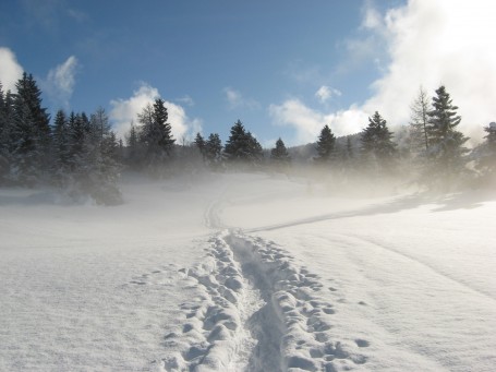 Camminare nella neve nei boschi