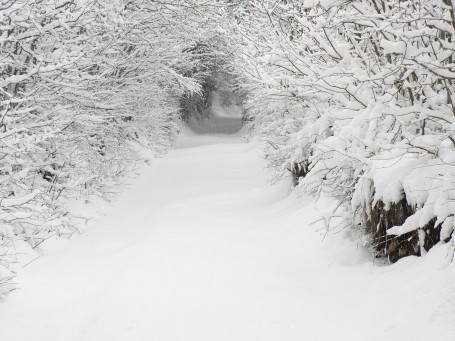 Camminare nel bosco innevato..