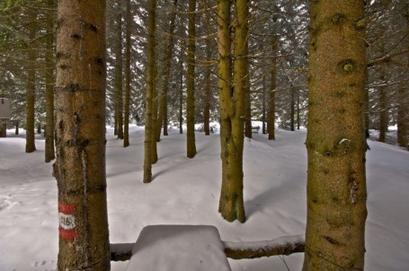 Abbracceremo il nostro albero....