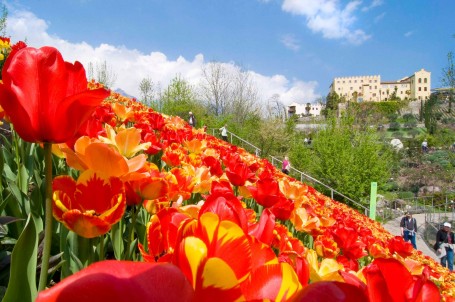 Tulipani al castello di Trauttmansdorff..