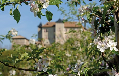 Castel Thun tra i meli in fiore..