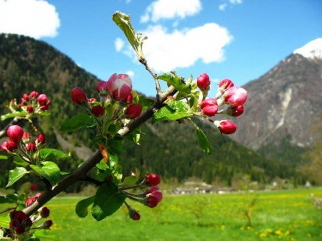 Fiori di melo ...