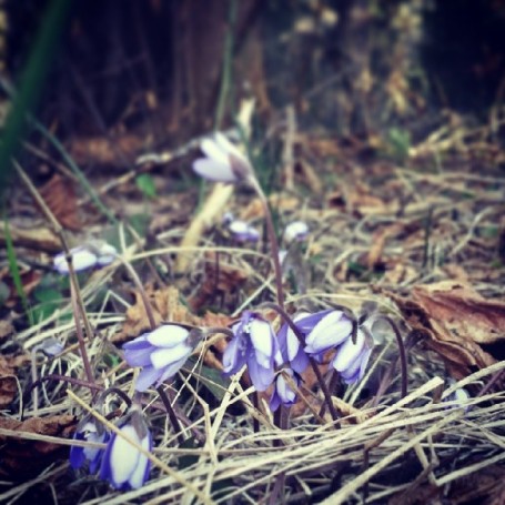 Sbocciano i primi fiorellini nel bosco