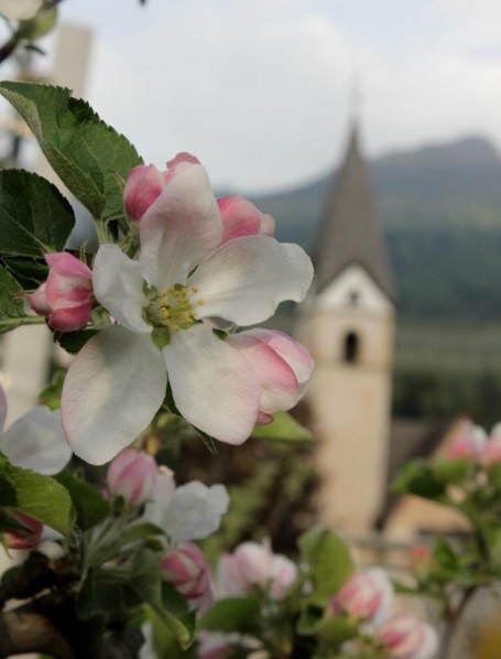 Scorci fioriti nei borghi della Val di Non